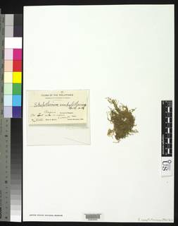 Vesicularia dubyana image