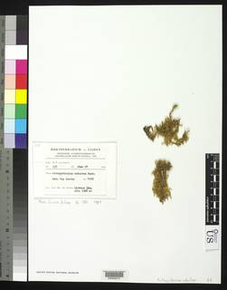 Ectropothecium robustum image