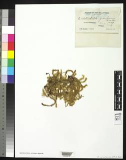 Garovaglia elegans image
