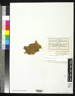 Erythrodontium densum var. brevifolium image