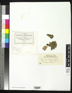 Fabronia octoblepharis var. americana image