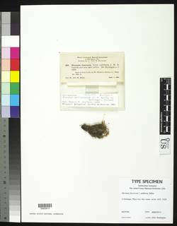 Dicranum pallidisetum image