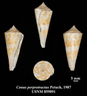 Image of Conus villepinii