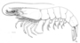 Image of Marsupenaeus japonicus