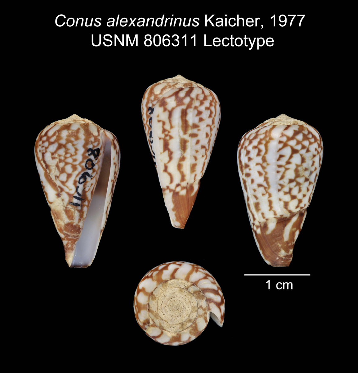 Conus alexandrinus image