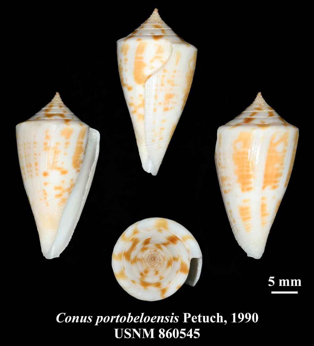 Conus portobeloensis image