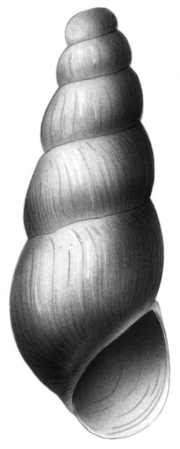 Image of Eremopyrgus elegans