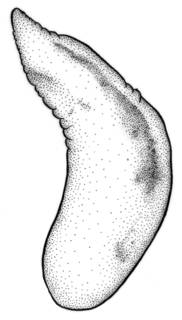 Image of Fluminicola neritoides