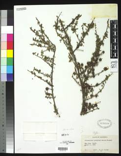 Image of Cotoneaster conspicuus