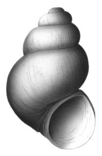 Image of Pyrgulopsis greggi