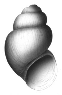 Image of Pyrgulopsis longae