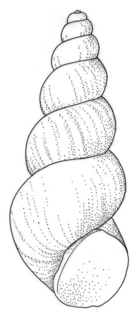 Image of Tryonia aequicostata