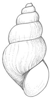 Tryonia angulata image
