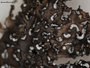 Nephromopsis culbersonii image