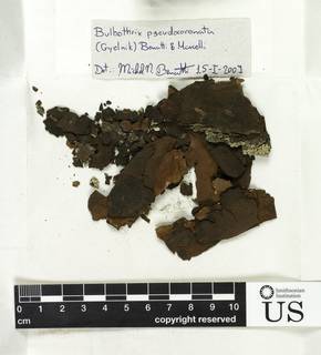 Bulbothrix pseudocoronata image