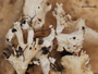 Cetrelia pseudolivetorum image