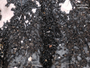 Cetrelia pseudolivetorum image