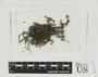 Cetraria islandica subsp. crispiformis image