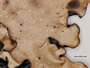 Cetrelia alaskana image