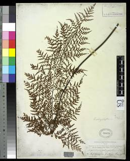 Asplenium schizophyllum image