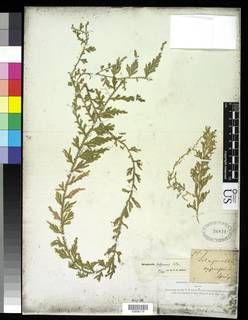 Selaginella biformis image