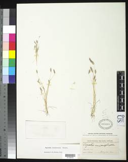 Image of Agrostis hendersonii