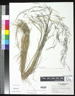 Image of Agrostis hooveri