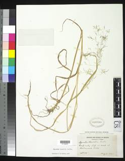 Agrostis howellii image