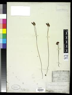 Schizaea bifida image