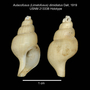 Image of Aulacofusus dimidiatus