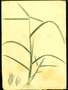 Poaceae - Eleusine indica 