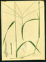 Poaceae - Digitaria ciliaris 