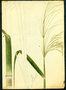 Poaceae - Arundo donax 