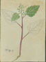 Amaranthaceae - Chenopodiastrum murale 