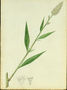 Amaranthaceae - Celosia argentea 