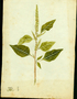 Amaranthaceae - Amaranthus dubius 