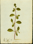 Amaranthaceae - Alternanthera pungens 