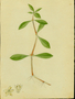 Amaranthaceae - Alternanthera sessilis 