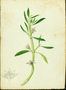 Aizoaceae - Sesuvium portulacastrum 