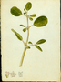 Aizoaceae - Trianthema portulacastrum 