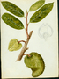 Annonaceae - Annona muricata 