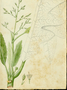 Papaveraceae - Bocconia frutescens 