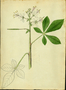Cleomaceae - Cleome gynandra 