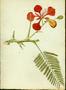 Fabaceae - Delonix regia 