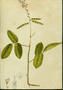 Fabaceae - Desmodium incanum 