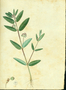 Euphorbiaceae - Euphorbia hyssopifolia 