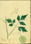 Sapindaceae - Cardiospermum halicacabum 
