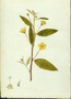 Malvaceae - Sida rhombifolia 
