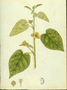 Malvaceae - Sida cordifolia 
