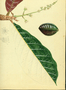 Combretaceae - Terminalia catappa 
